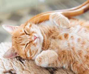 Facts About Cats That You Should Read Right Meow (Part 2)