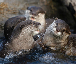 15 Otter Facts That Are Otterly Amazing (Part 2)
