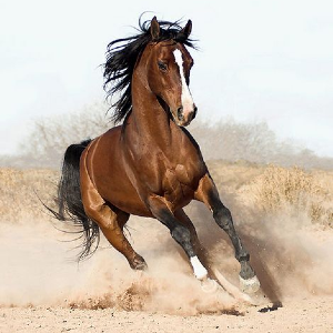 30 Interesting Facts About Horses (Part 2)