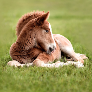 30 Interesting Facts About Horses (Part 2)