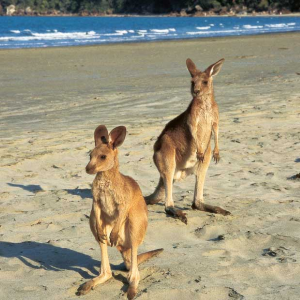 50 Awesome Facts About Australia That Will Amaze You (Part 1)