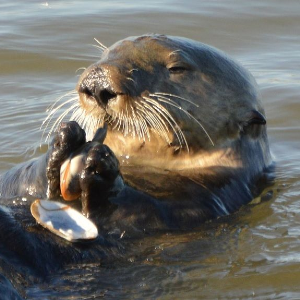 15 Otter Facts That Are Otterly Amazing (Part 1)