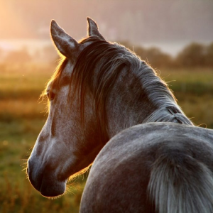 30 Interesting Facts About Horses (Part 1)