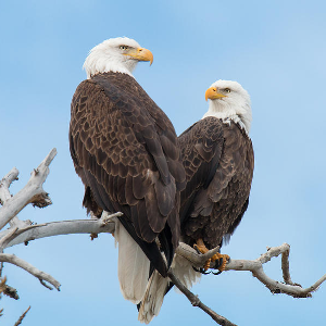 30 Interesting Facts About Eagles For Kids