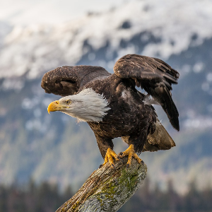 30 Interesting Facts About Eagles For Kids