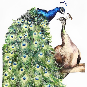 30 Fun & Feathery Facts About Peacocks