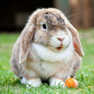 19 Interesting Facts About Rabbits