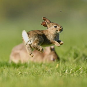19 Interesting Facts About Rabbits