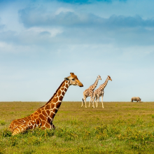 Animals