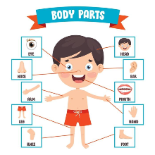 Body Parts