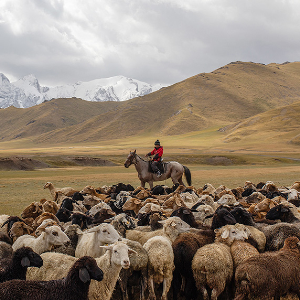 Nomadic shepherds