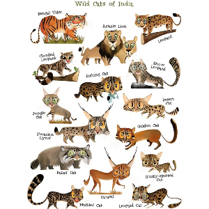 Wild cats