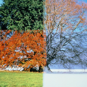 Seasonal