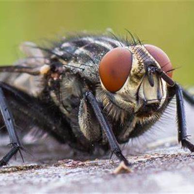 Fly