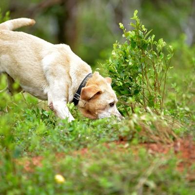 Sniff