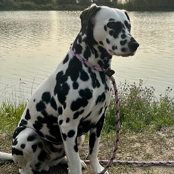 Dalmatian