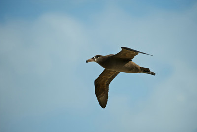 Seabirds