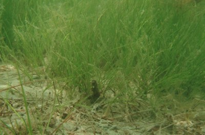 Seagrass