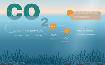 Acidification