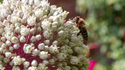 Nectar