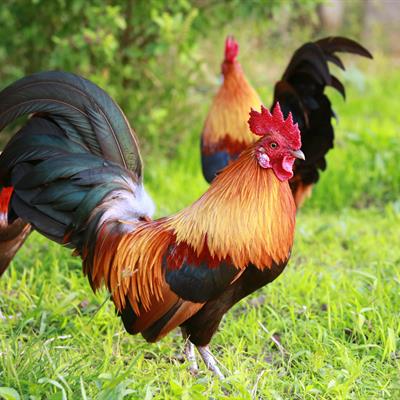 Rooster
