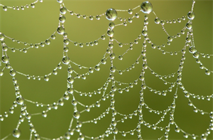 Delicate