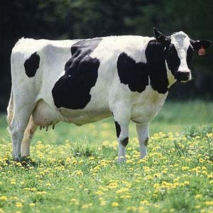 Cow