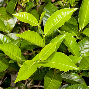 Camellia sinensis