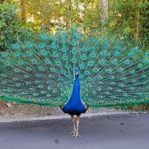 Indian peacock