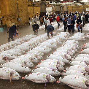 Wholesale fish market