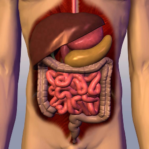 Digestion system