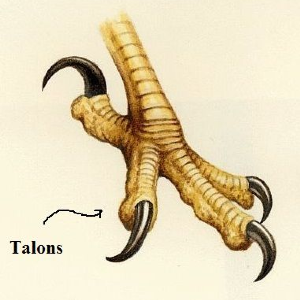 Talons